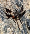 Black dragonfly.jpeg