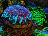 Fluorescent coral 01.jpeg