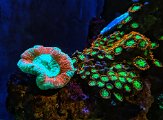 Fluorescent coral 02.jpeg