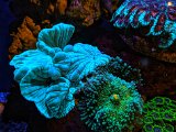 Fluorescent coral 03.jpeg