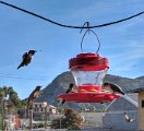 Hummingbirds-Mulege breakfast 2.jpeg