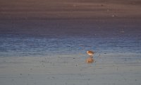 Plovers 04.jpg
