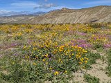 Wild flowers 02.jpeg