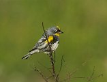 Yellow-rumped warbler 1.jpg