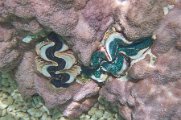 Barnacles in Tetemanu01.jpg