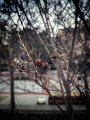 Spring on campus 2019 03.jpeg