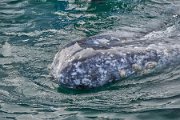 Whale near boat 4.jpg