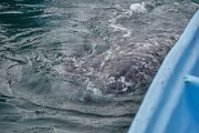 Whale near boat 7.jpg