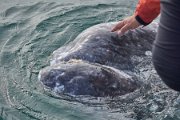 Whale petting 1.jpg