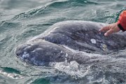 Whale petting 2.jpg