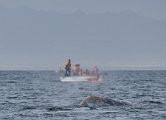 Whale spouts 2.jpg