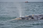Whale spouts 3.jpg