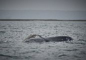 Whale tail.jpg